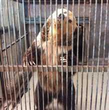 動物園里那些事兒 飼養員的日常趣聞