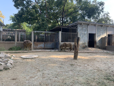小斑馬、小長角羚…北京動物園今年新添343只“小萌寵”，飼料生產(chǎn)如何支撐？