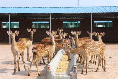 養(yǎng)鹿須知 鹿茸品質(zhì)與飼料生產(chǎn)的真實(shí)關(guān)聯(lián)
